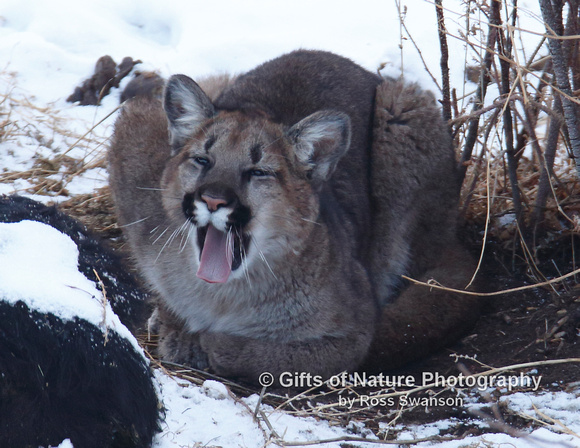 Mtn Lion Yawn - #L6A2348