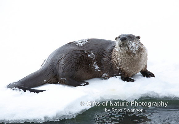 Otter Closeup - #L6A4148