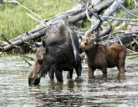 Moose Cow with Calve - #2459