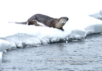 Otter By River - #L6A4064