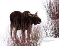 Moose Bull No Horns - #4756