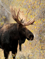 Moose Bull Front Shoulder View - #2214