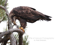 Eagle Juvenile Eating Fish - #4674