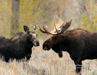 Moose Bull and Cow - #2480