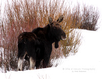Moose Bull No Horns - #4766