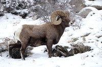 Bighorn Sheep Ram C7I0956