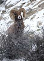 Bighorn Sheep Ram C7I1082