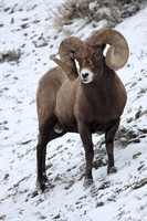 Bighorn Sheep Ram C7I1158