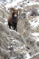 Bighorn Sheep Ram C7I1076
