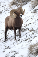 Bighorn Sheep Ram C7I1179