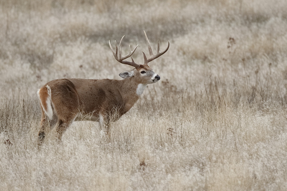 Whitetail Buck C7I0672