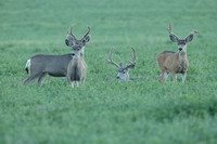 Mule Deer Bucks C7I5754