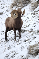 Bighorn Sheep Ram C7I1170