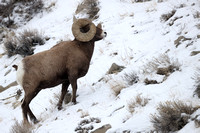 Bighorn Sheep Ram C7I1241