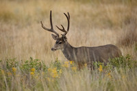 Mule Deer Buck C7I4831