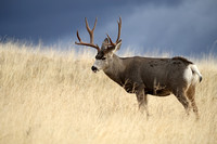 Mule Deer Buck E4I3040