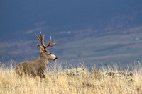 Mule Deer Buck E4I3080