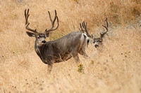 Mule Deer Bucks C7I4901