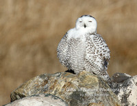 Snowy Owl Fluffed Up - #3897