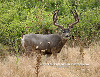 Mule Deer Buck Time For a Snack L6A9588