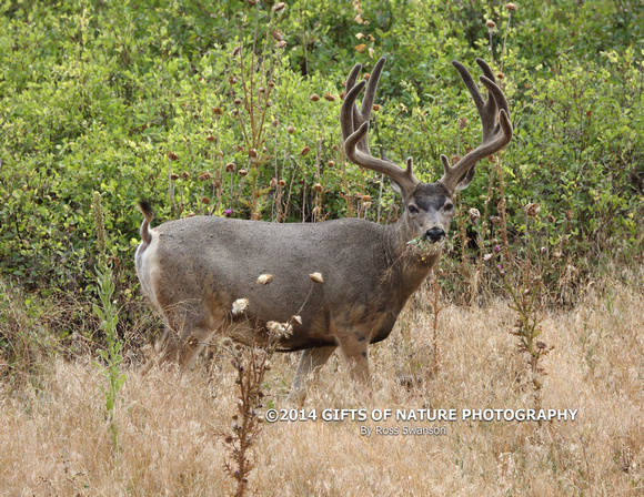 Mule Deer Buck Time For a Snack L6A9588