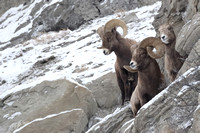 Bighorn Sheep Ram and Ewe C7I0903