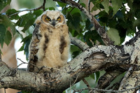 Great Horned Owl C7I2785