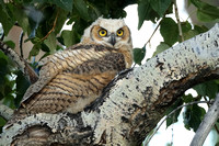 Great Horned Owl C7I2792