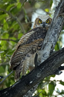 Great Horned Owl C7I3102