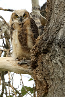 Great Horned Owl C7I3876
