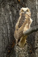 Great Horned Owl C7I3946