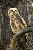 GREAT HORNED OWLS