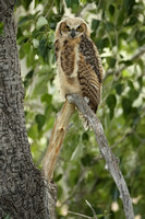 Great Horned Owl C7I4239