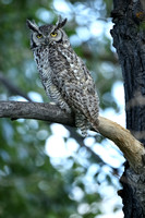 Great Horned Owl C7I4561