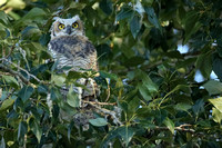 Great Horned Owl C7I4604