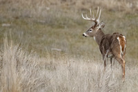Whitetail Deer Buck C7I0571