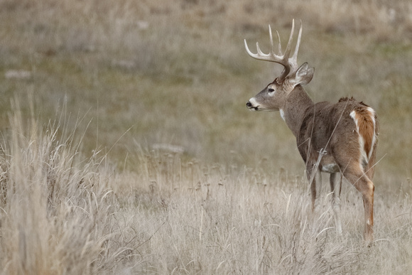 Whitetail Deer Buck C7I0571