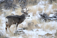 Mule Deer Buck C7I0697