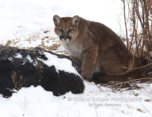 Mtn Lion at Carcass - #L6A2232