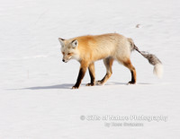 Fox with Manage on Tail - #9892