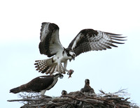 Osprey Fish to Nest - #0065