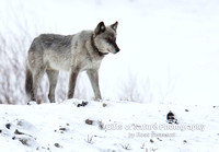 Wolf 755 Looking Ahead - #L6A3848