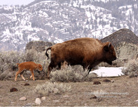Buffalo Cow and Calf - #9931