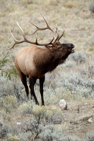 Elk Bugle C7I6787