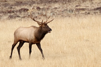 Elk Bull 7I6420