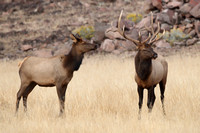 Elk Bull and Cow C7I6435