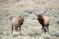 Elk Bull and Cow C7I6764