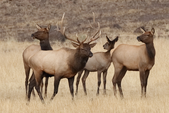 Elk Bull and Cows C7I6418