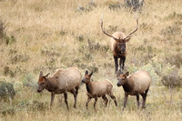 Elk Bull and Cows C7I6902