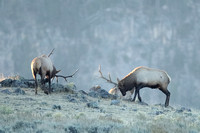 Elk Bull Antler Display C7I7454